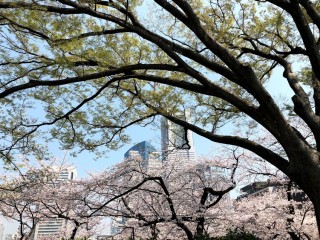 今年最初の３月スケッチピクニックは掃部山公園で桜を描きました。