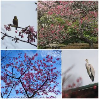 鎌倉長谷寺で春を見つけてきました（弥生台カメラ講座）