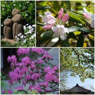 鎌倉で春の花の撮影会～カメラ講座1カ月ぶりに始動