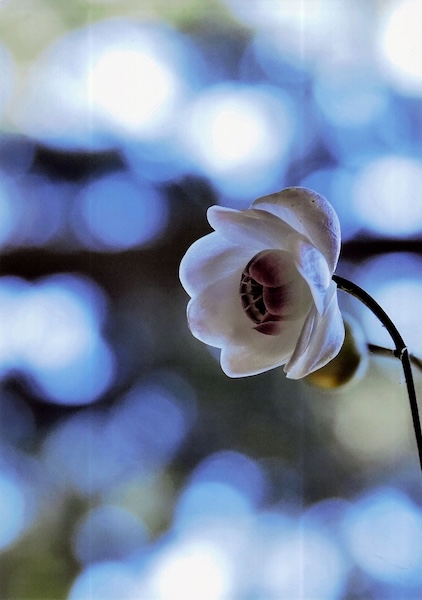 カメラ講座『講評会のみ』受講者募集！